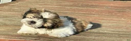 Shih Tzu dogs for sale: Shih Tzu 2 - Ad 4
