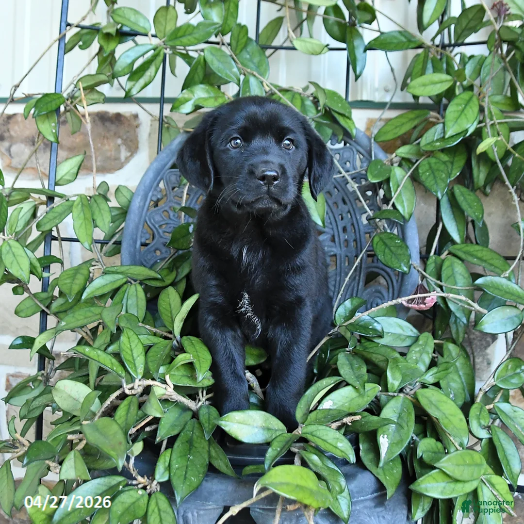 Labrador Retriever dogs for sale: Misty - Ad 3