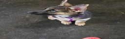 Gerberian Shepsky dogs for sale: Black and Tan Girl - Ad 5