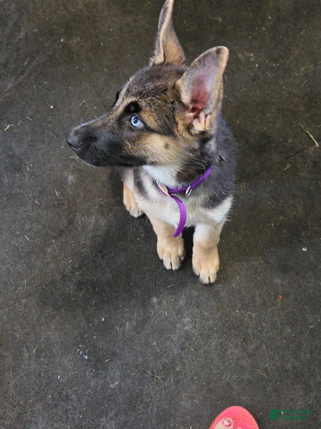 Gerberian Shepsky dogs for sale: Black and Tan Girl - Ad 5