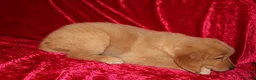 Golden Retriever dogs for sale: Golden Retriever Puppy 1 - Ad 3