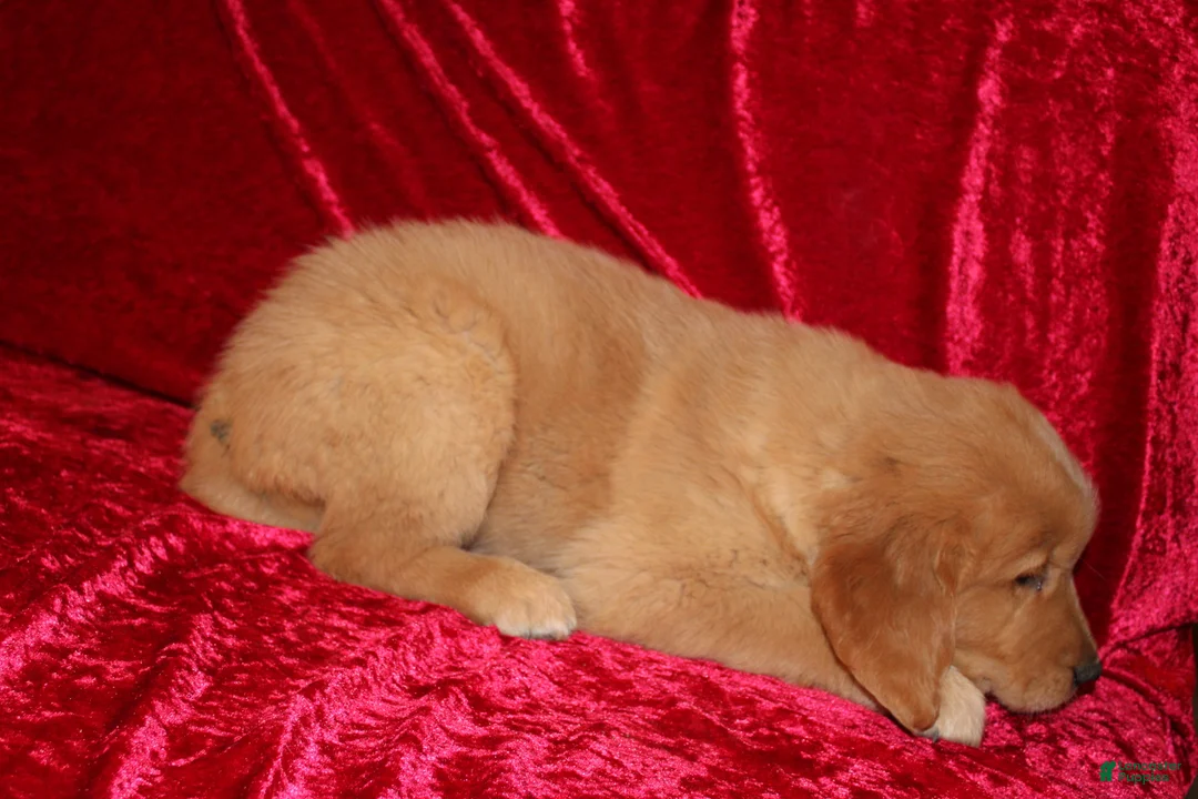 Golden Retriever dogs for sale: Golden Retriever Puppy 1 - Ad 3