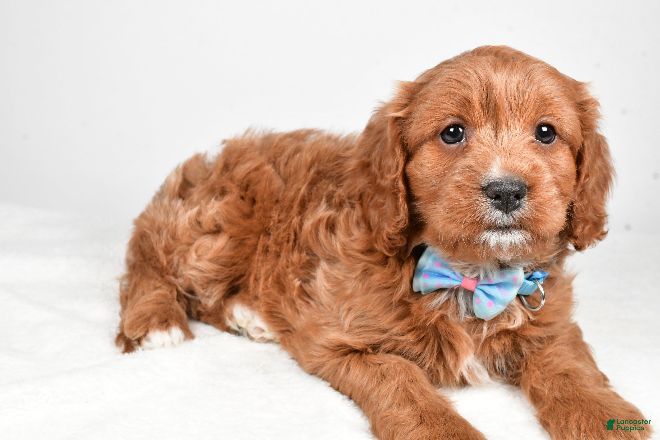 Cavapoo dogs Ashton - Ad 2