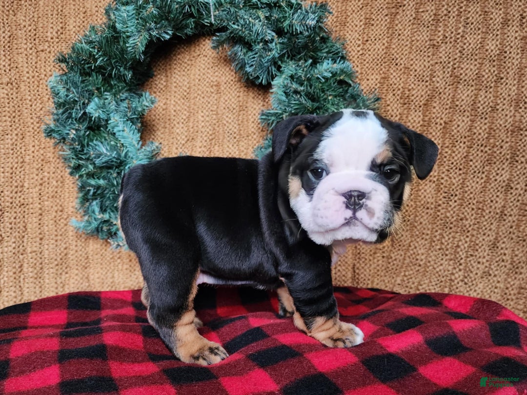 English Bulldog dogs for sale: Easton - Ad 10