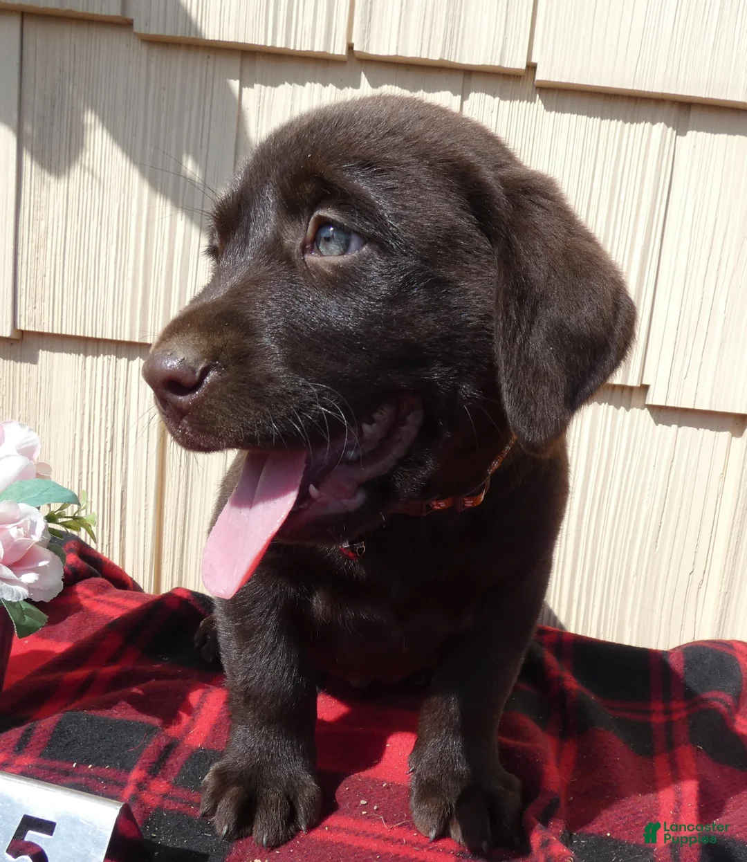 Labrador Retriever dogs for sale: Labrador Retriever Puppy 5 Kodiak - Ad 2