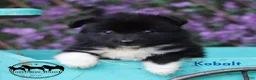 Nenets Herding Laika dogs for sale: Nenets Herding Laika 1 - Ad 2