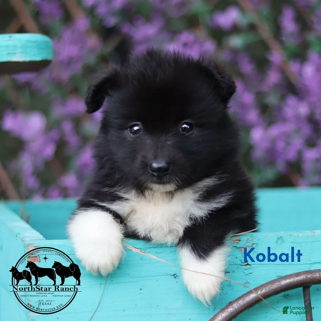 Nenets Herding Laika dogs for sale: Nenets Herding Laika 1 - Ad 2