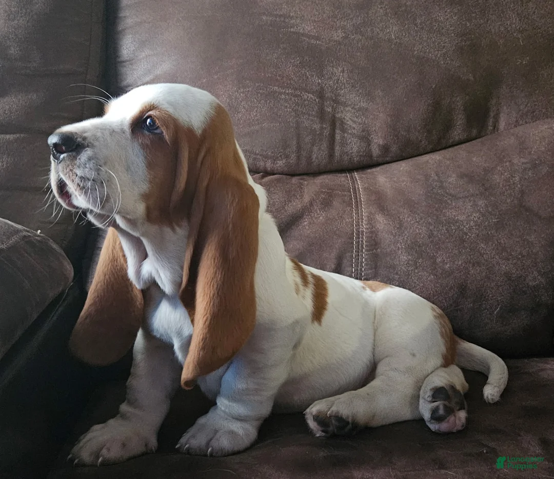 Basset Hound dogs for sale: Basset Hound Puppy 1 - Ad 6