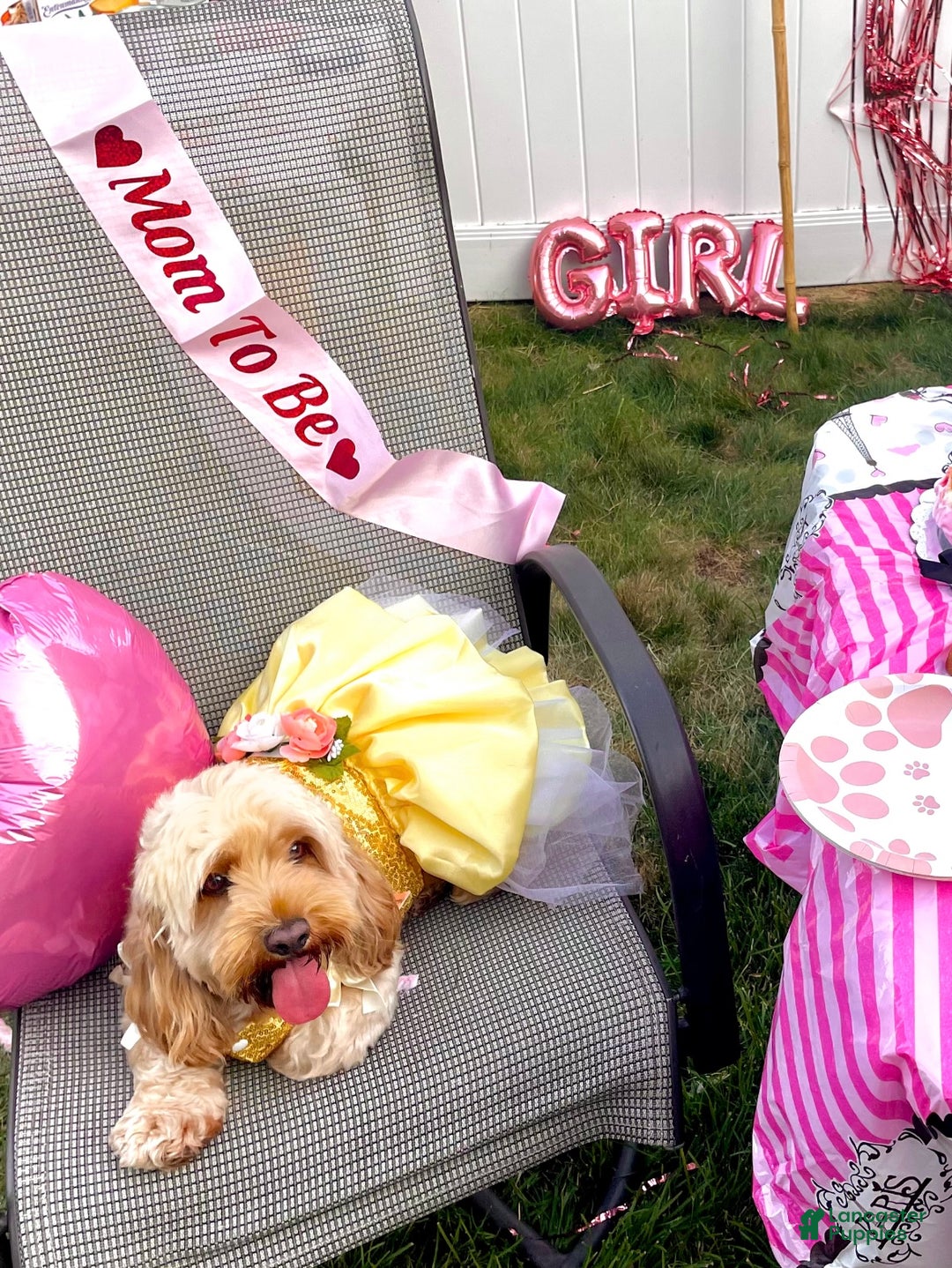 Cockapoo dogs for sale: 🐾✨ Bentley – The Mini Blonde City Gentleman ✨ - Ad 3