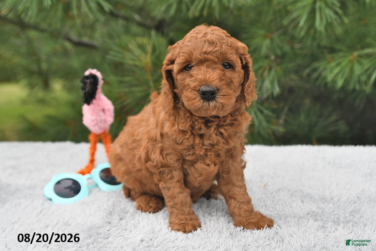 Mini Goldendoodle dogs Archie  - Ad 1