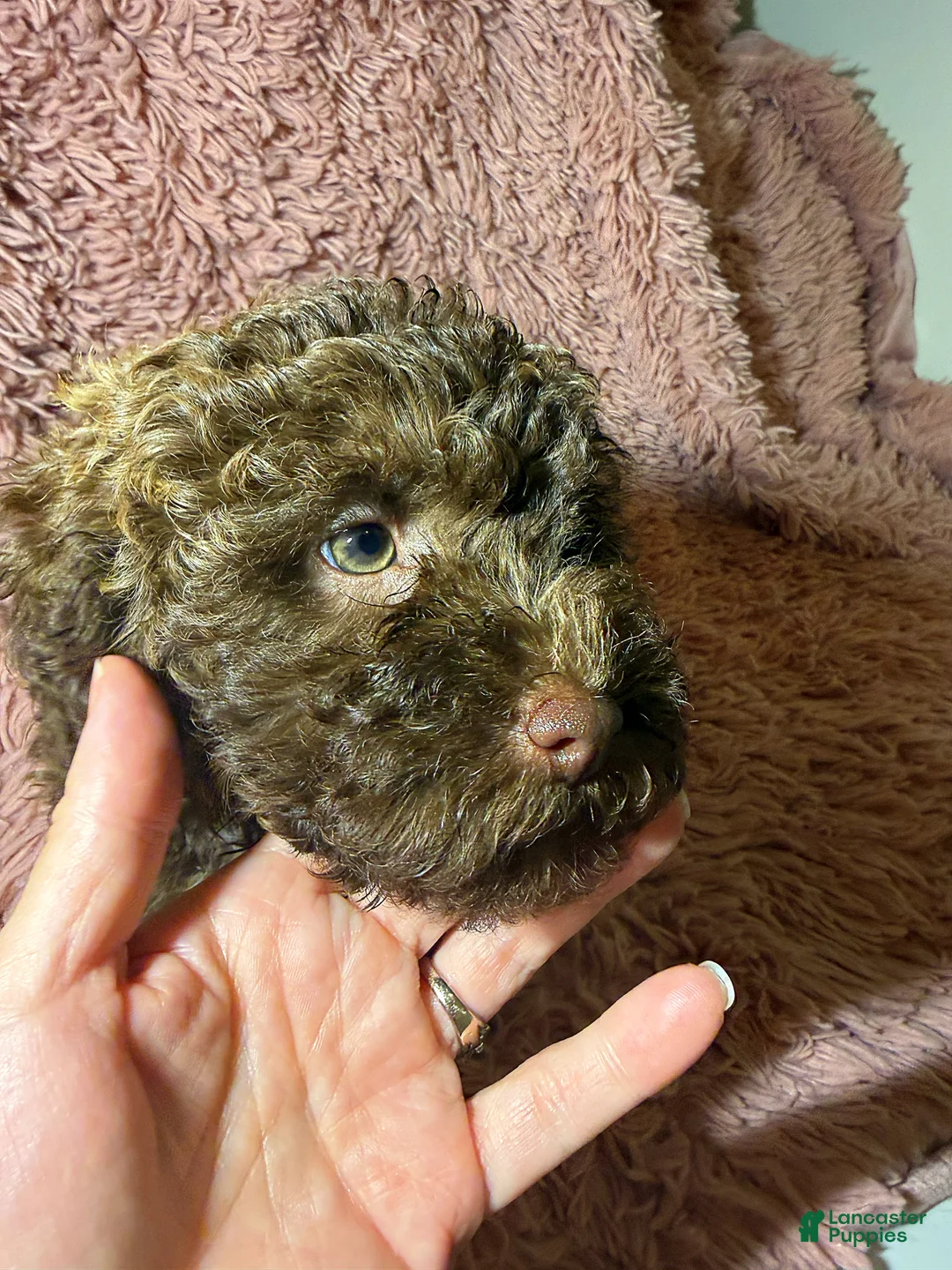 Toy Poodle dogs for sale: Toy Poodle Puppy 1 - Ad 2