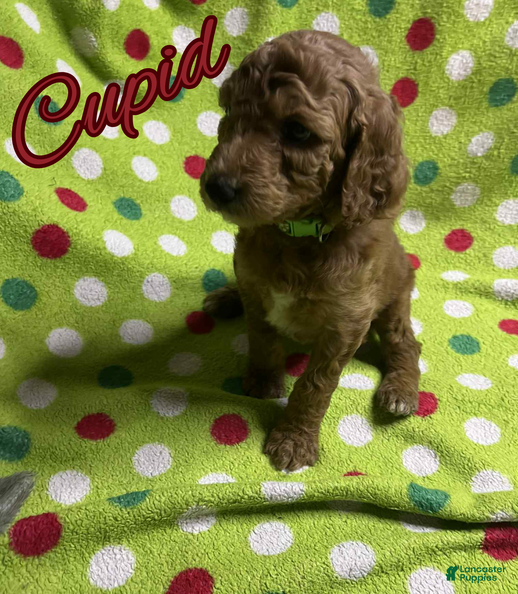 Goldendoodle dogs Cupid - Ad 14