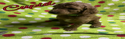 Goldendoodle dogs for sale: Cupid - Ad 1