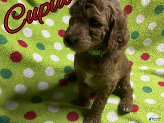 Goldendoodle dogs Cupid - Ad 37