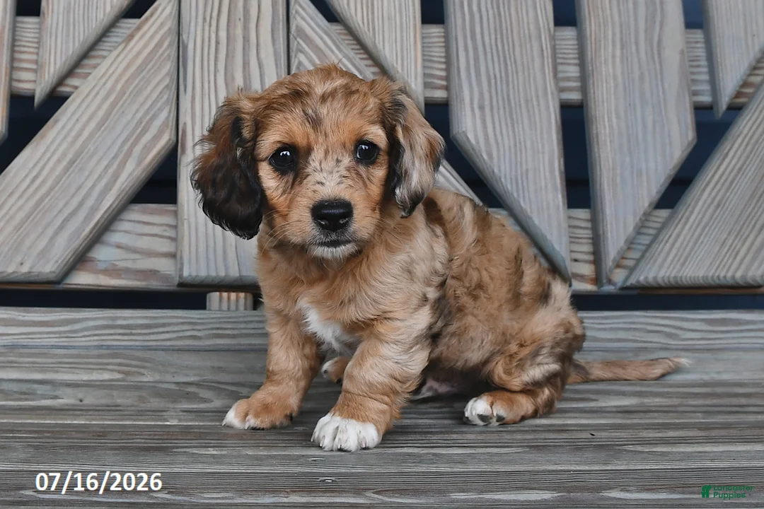 Chiweenie dogs for sale: Tom  - Ad 1
