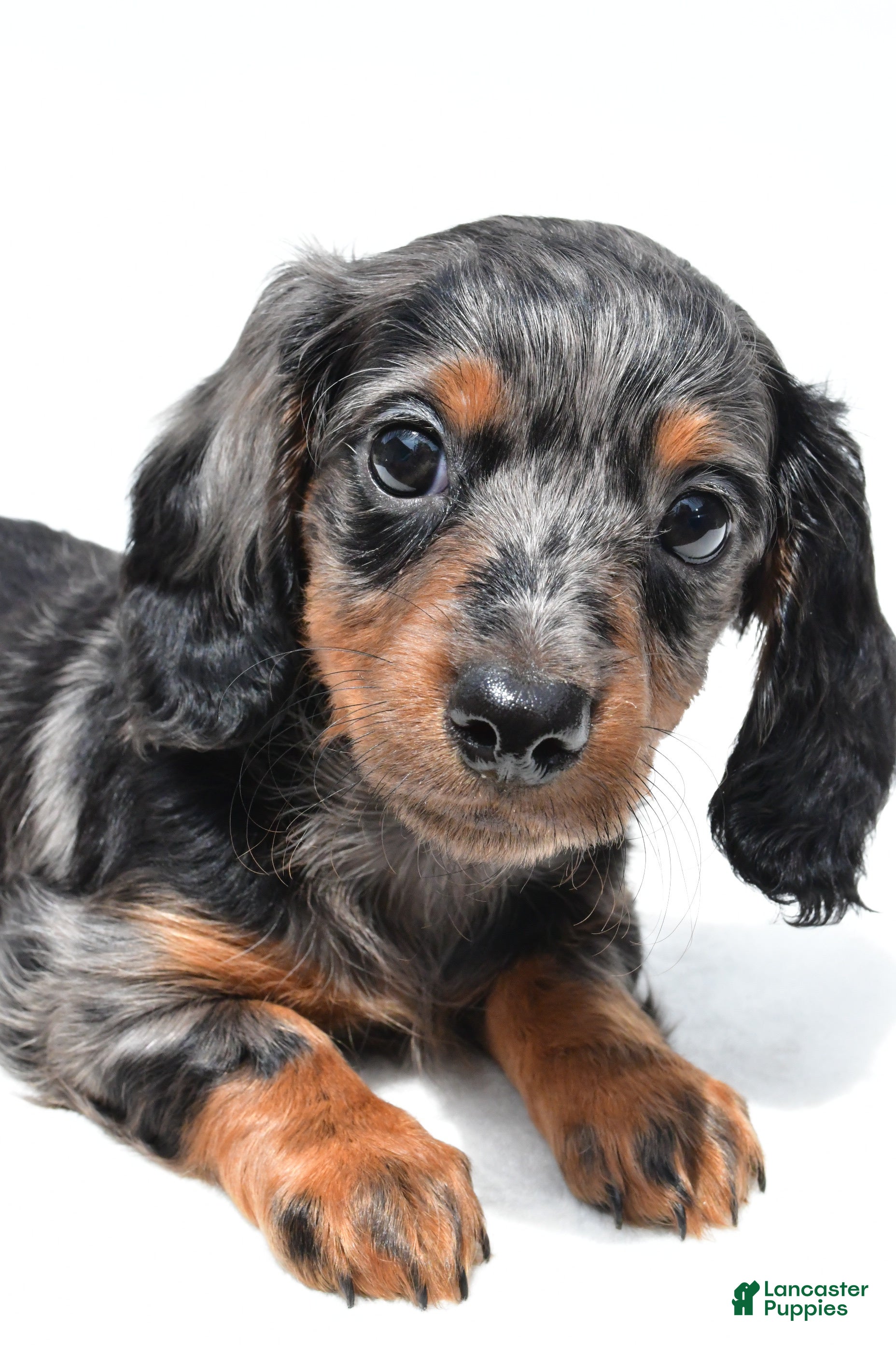 Miniature Dachshund dogs Khloe  - Ad 2