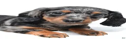 Miniature Dachshund dogs for sale: Khloe  - Ad 2