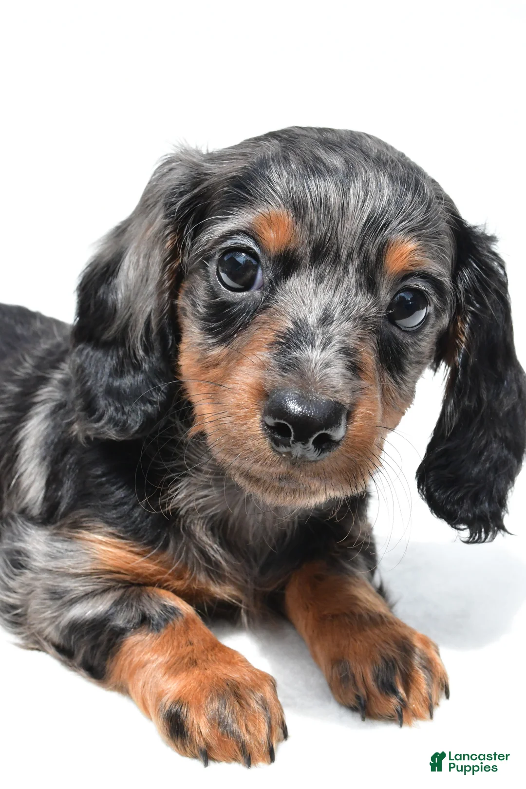 Miniature Dachshund dogs for sale: Khloe  - Ad 2