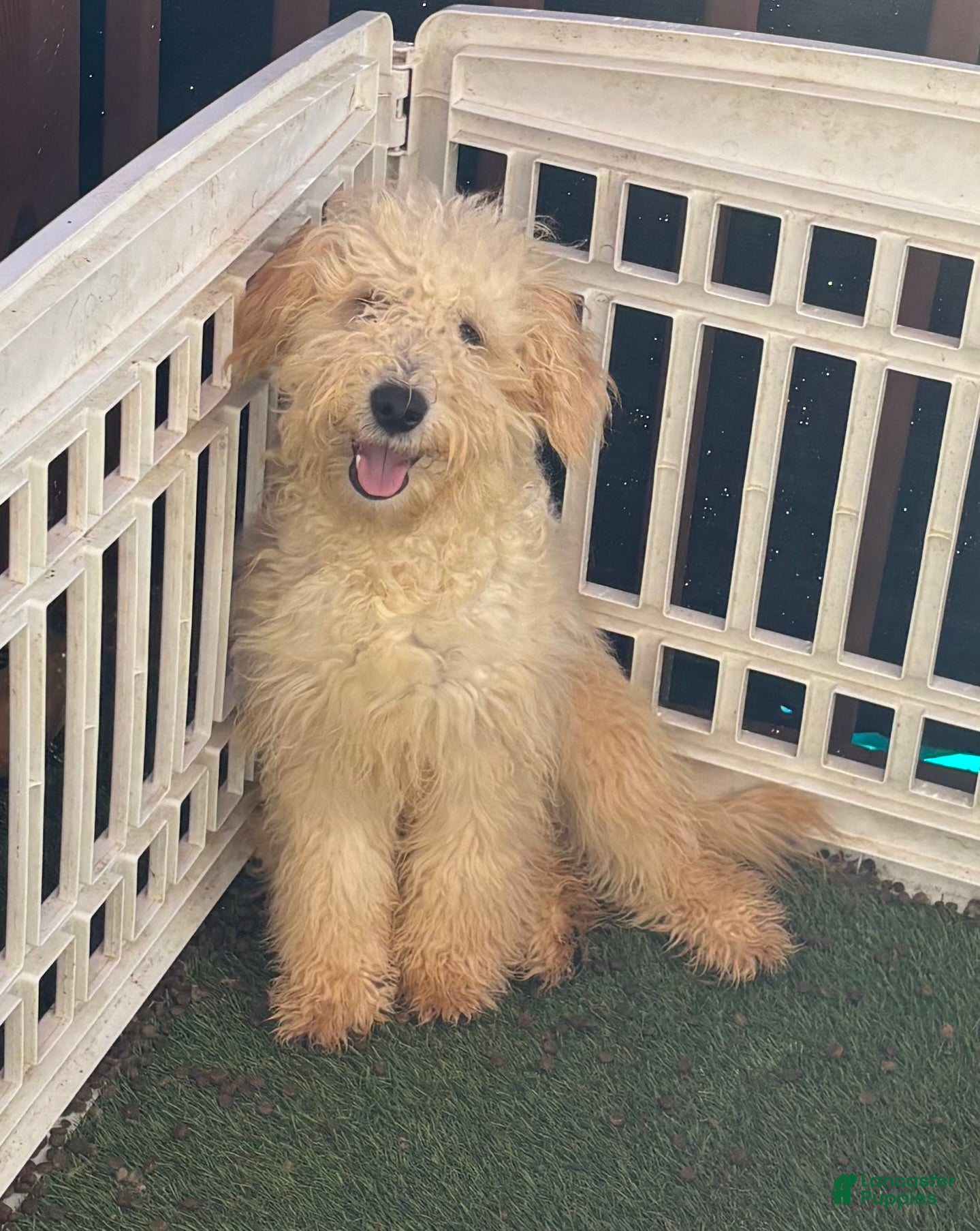 Goldendoodle dogs Honey - Ad 2