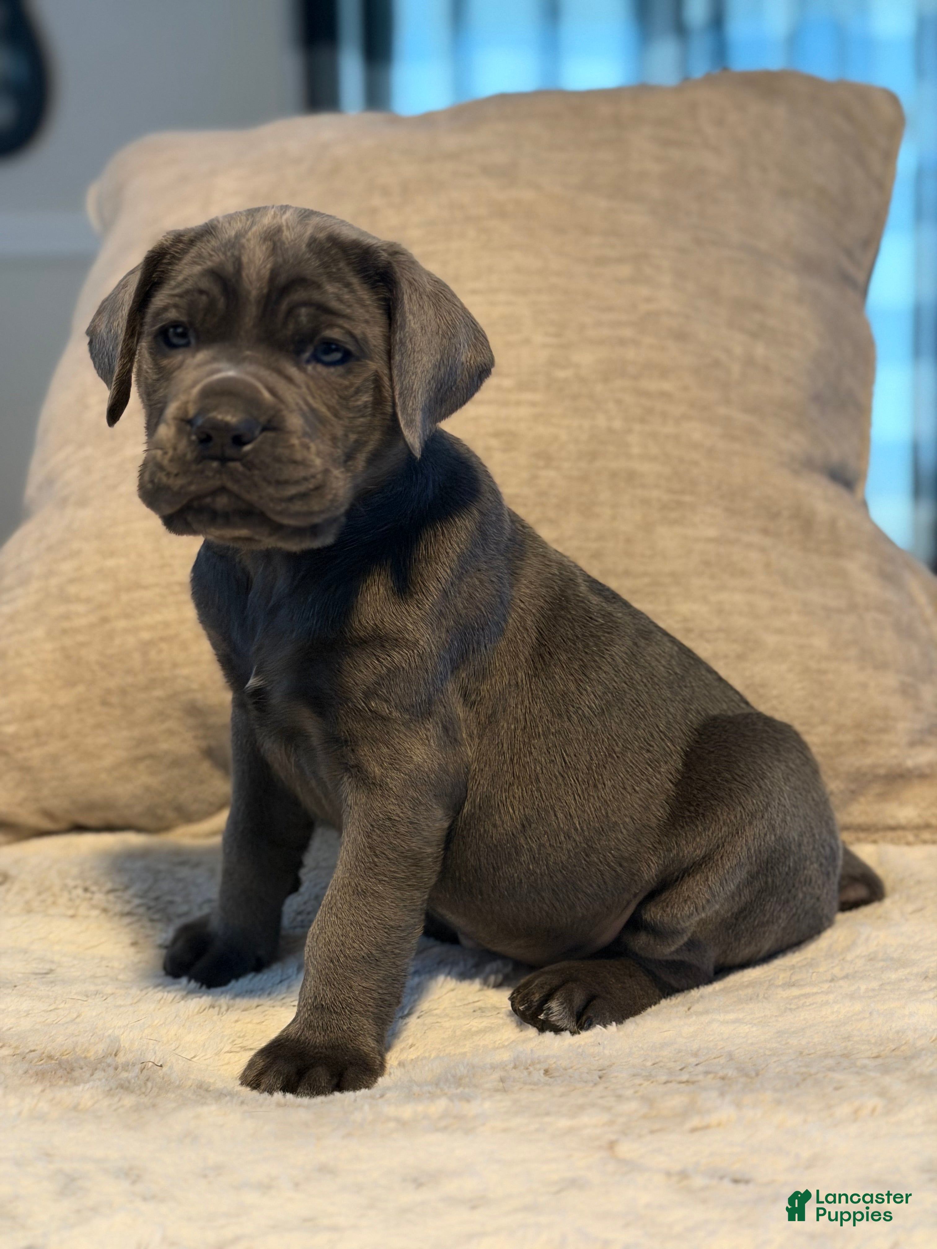 Cane Corso dogs Brutus - Ad 34