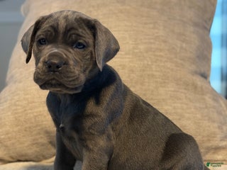Cane Corso dogs Brutus - Ad 34