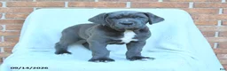 Cane Corso dogs for sale: Dexter - Ad 2