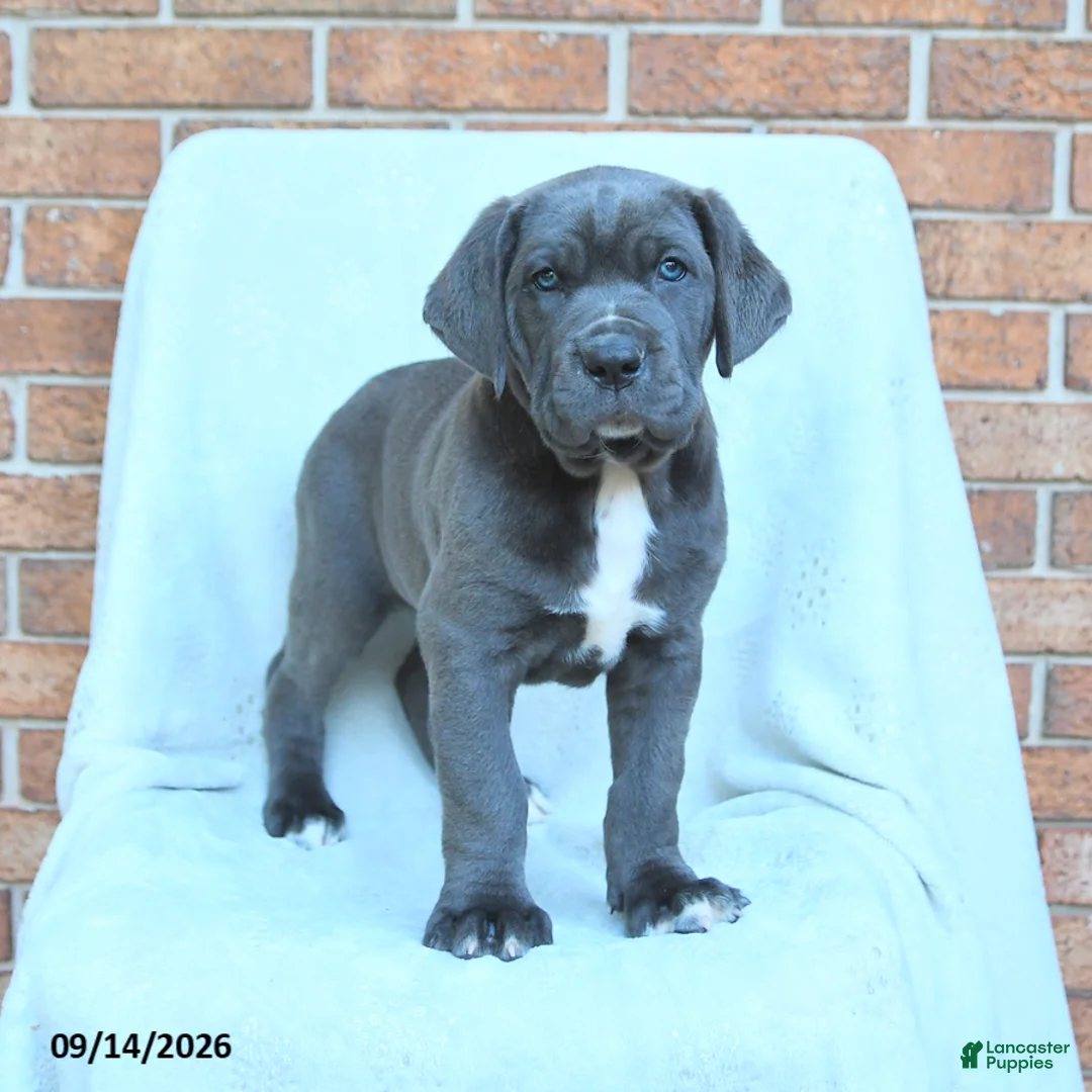 Cane Corso dogs for sale: Dexter - Ad 2