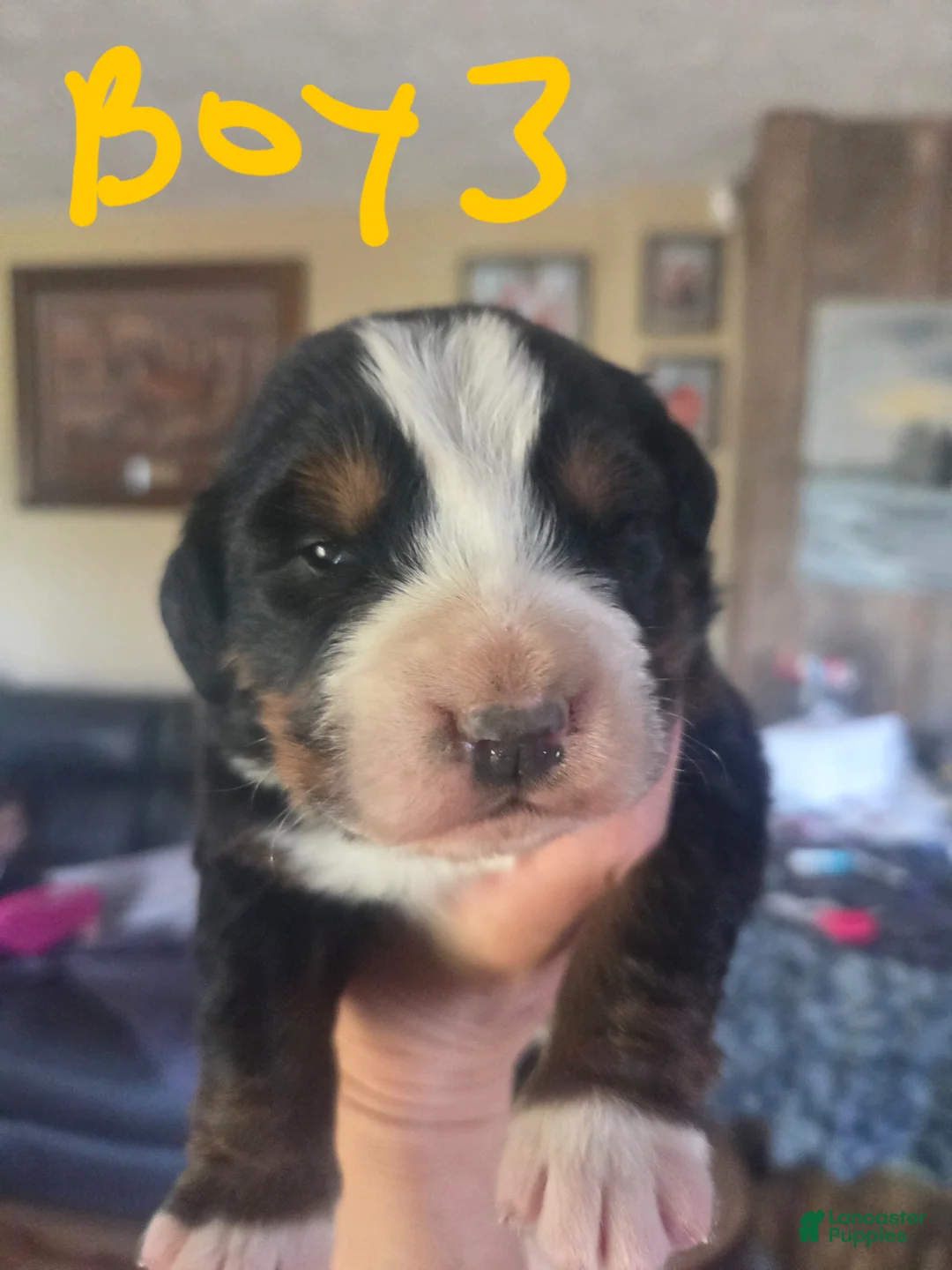 Bernese Mountain Dog dogs for sale: Bernese Mountain Dog Puppy 3 - Ad 1