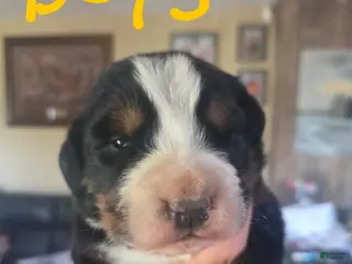 Bernese Mountain Dog dogs Bernese Mountain Dog Puppy 3 - Ad 18