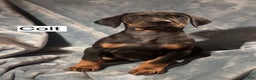 Doberman Pinscher dogs for sale: Colt - Ad 3
