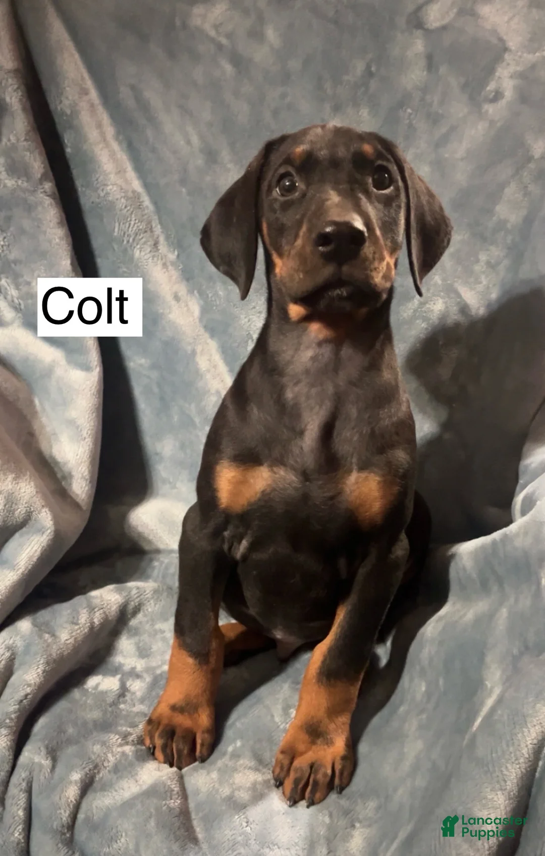 Doberman Pinscher dogs for sale: Colt - Ad 7