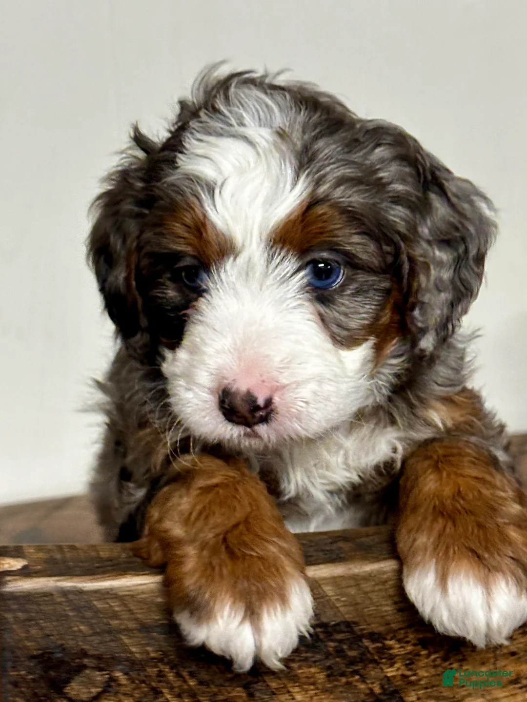 Mini Bernedoodle dogs for sale: Harper Mini Bernedoodle Puppy 5 - Ad 2