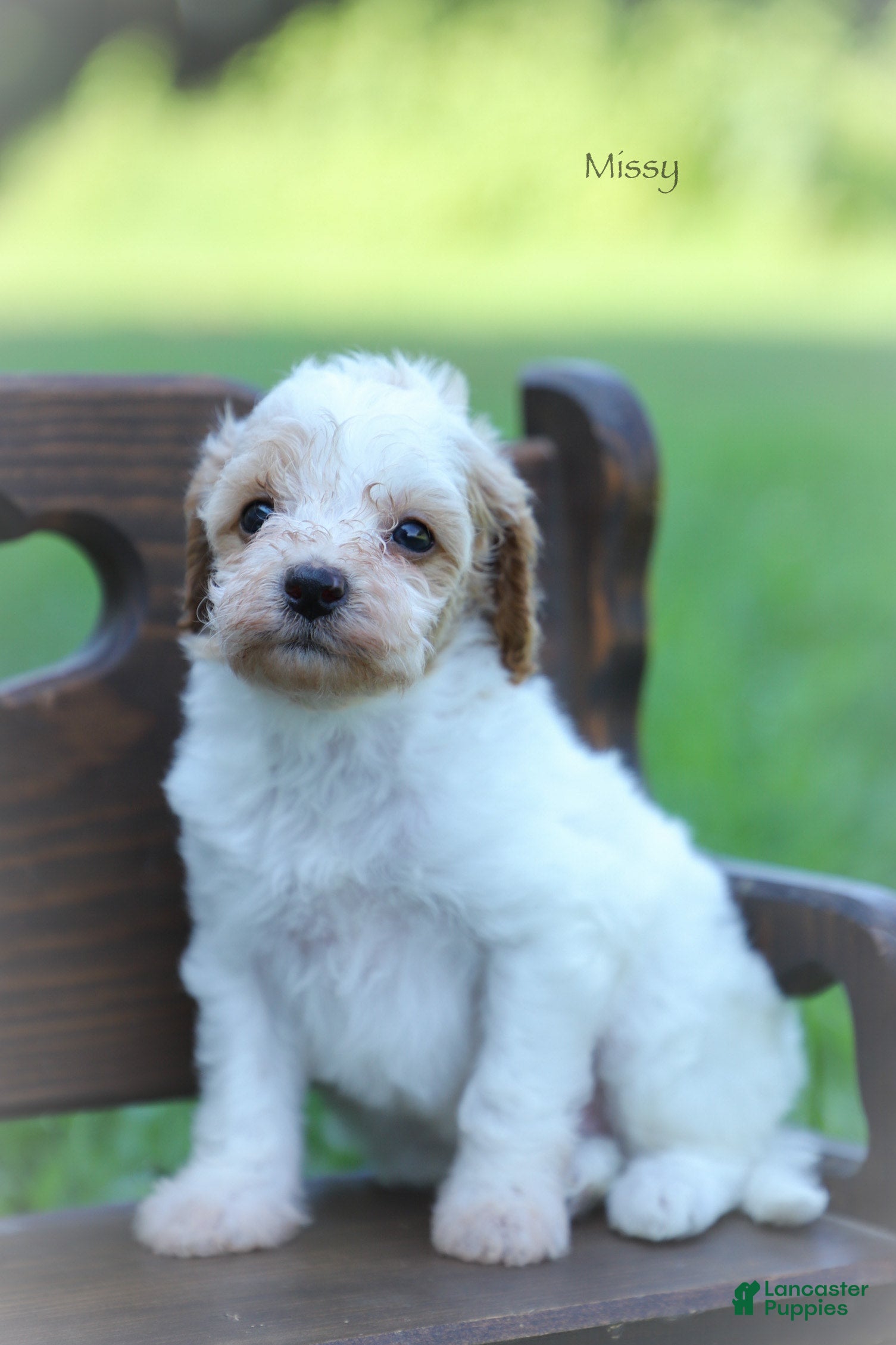 Miniature Poodle dogs Missy - Ad 2