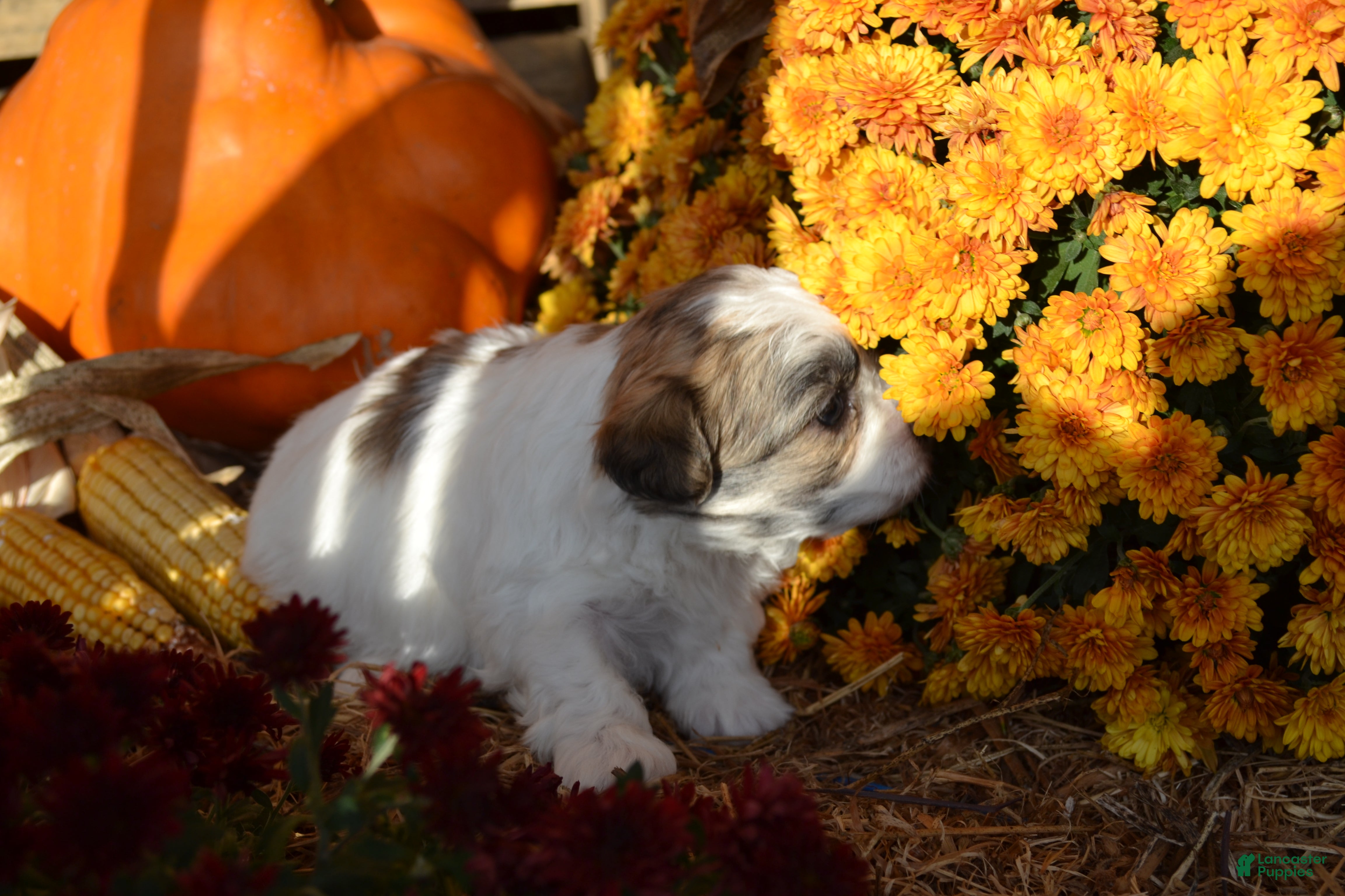 Malshi dogs for sale: Storme - Ad 1