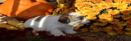 Malshi dogs for sale: Storme - Ad 1