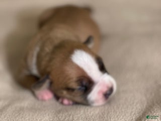 American Pit Bull Terrier dogs - Ad 32