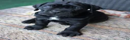 Cane Corso dogs for sale: Cane Corso 6 - Ad 12