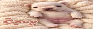 French Bulldog 3 coco