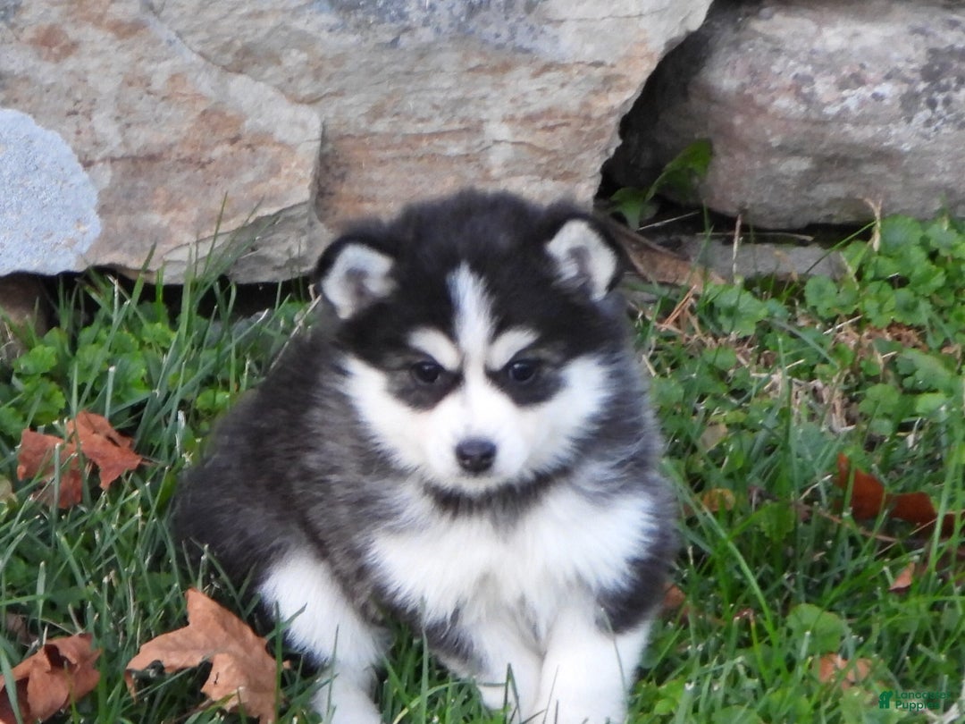 Pomsky dogs for sale: Samantha - Ad 3
