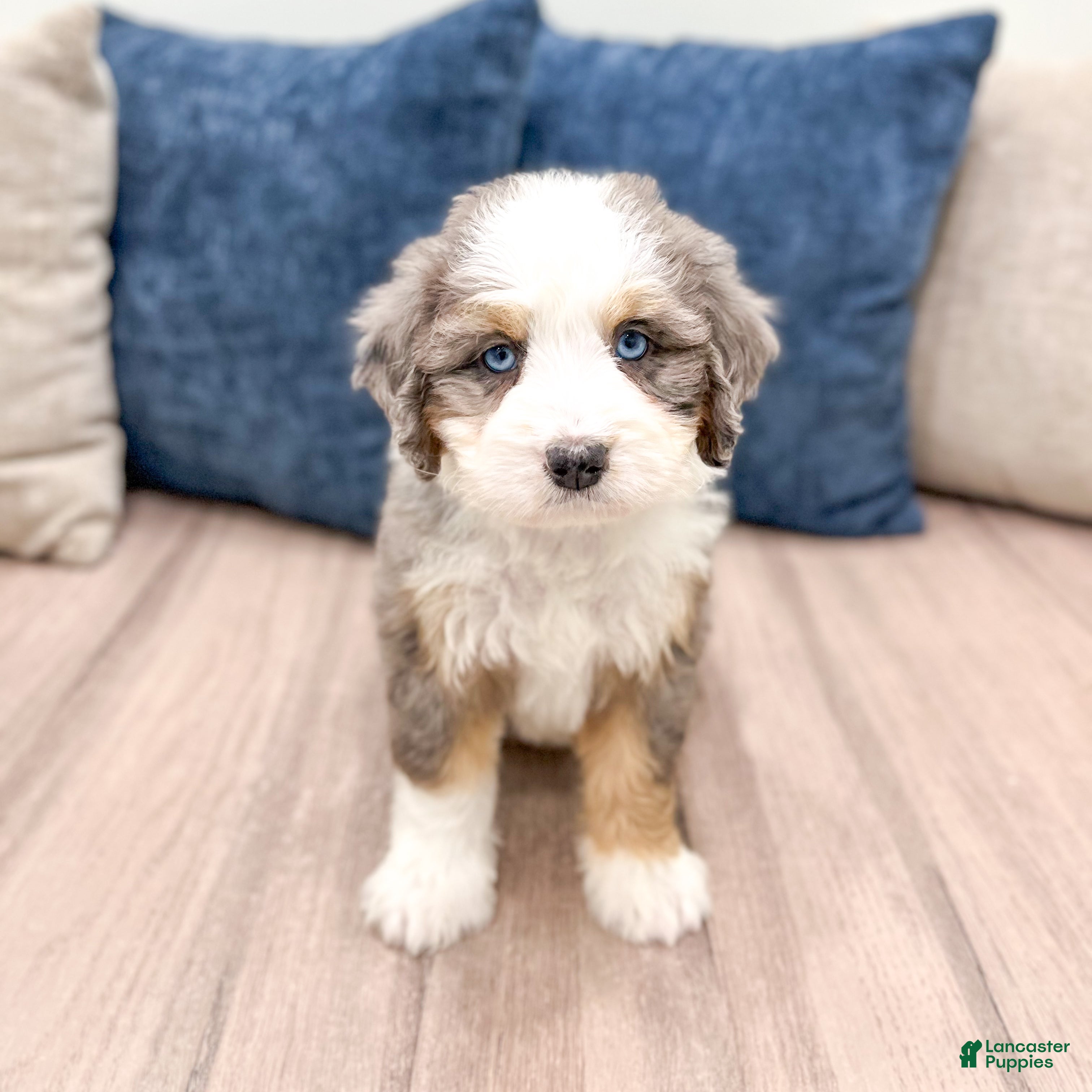 Mini Bernedoodle dogs Betsy - Ad 1