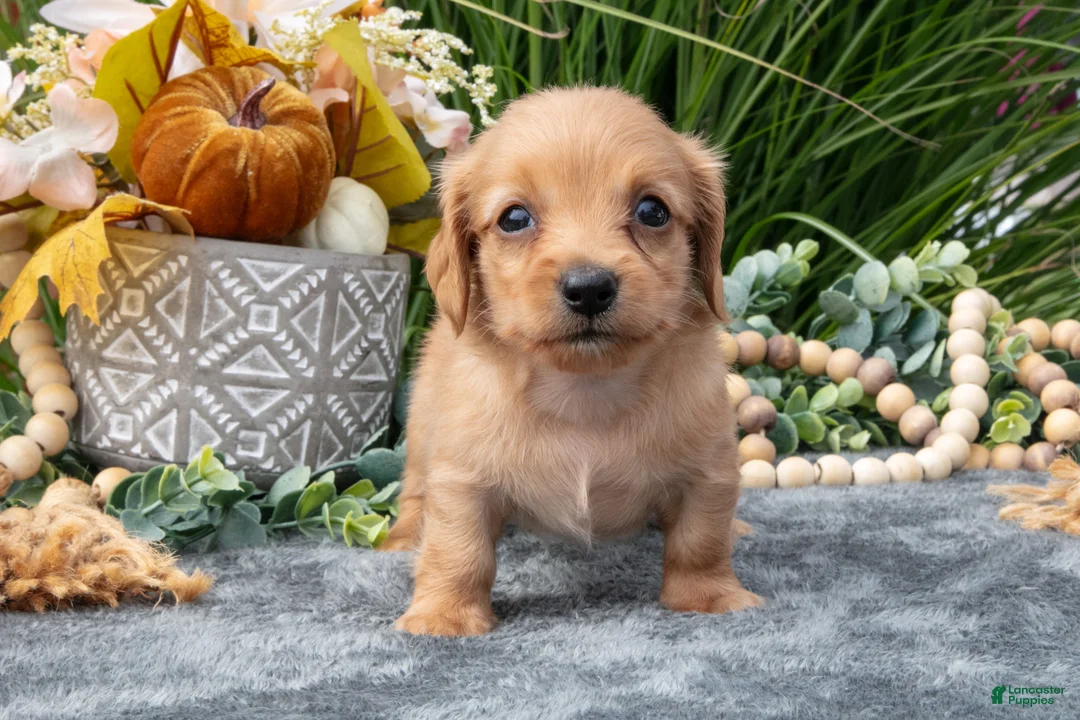 Miniature Dachshund dogs for sale: Kasey - Ad 2