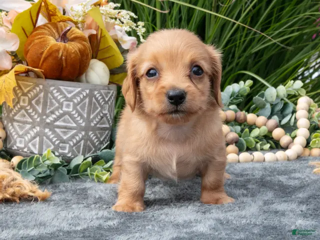 Miniature Dachshund dogs for sale: Kasey - Ad 2