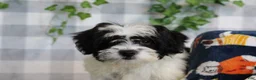 Bichpoo dogs for sale: Dasher - Ad 3