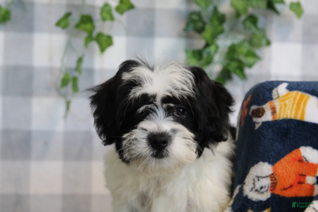 Bichpoo dogs for sale: Dasher - Ad 3