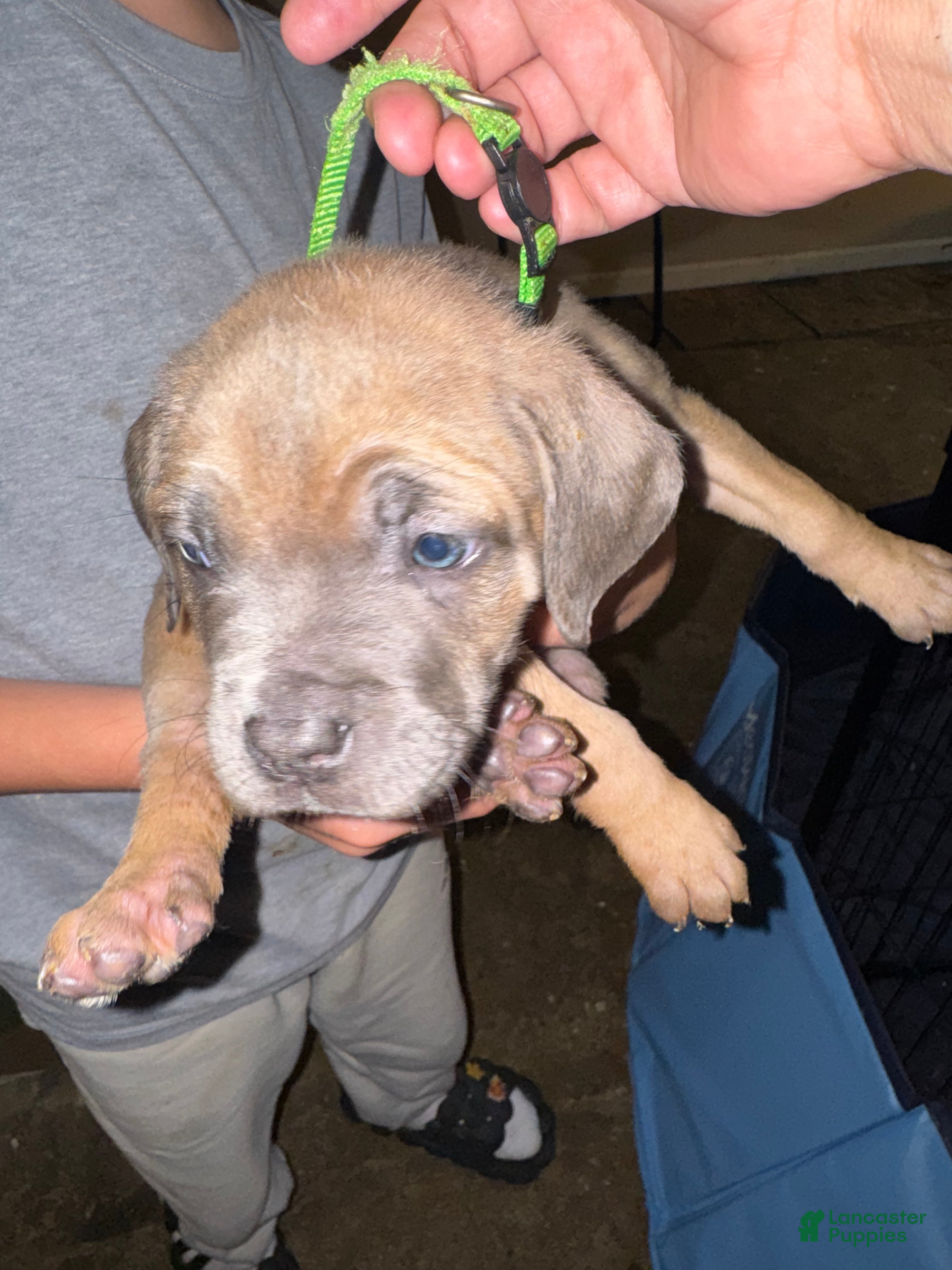 Mixed Breed dogs Mixed Breed 5 - Ad 2