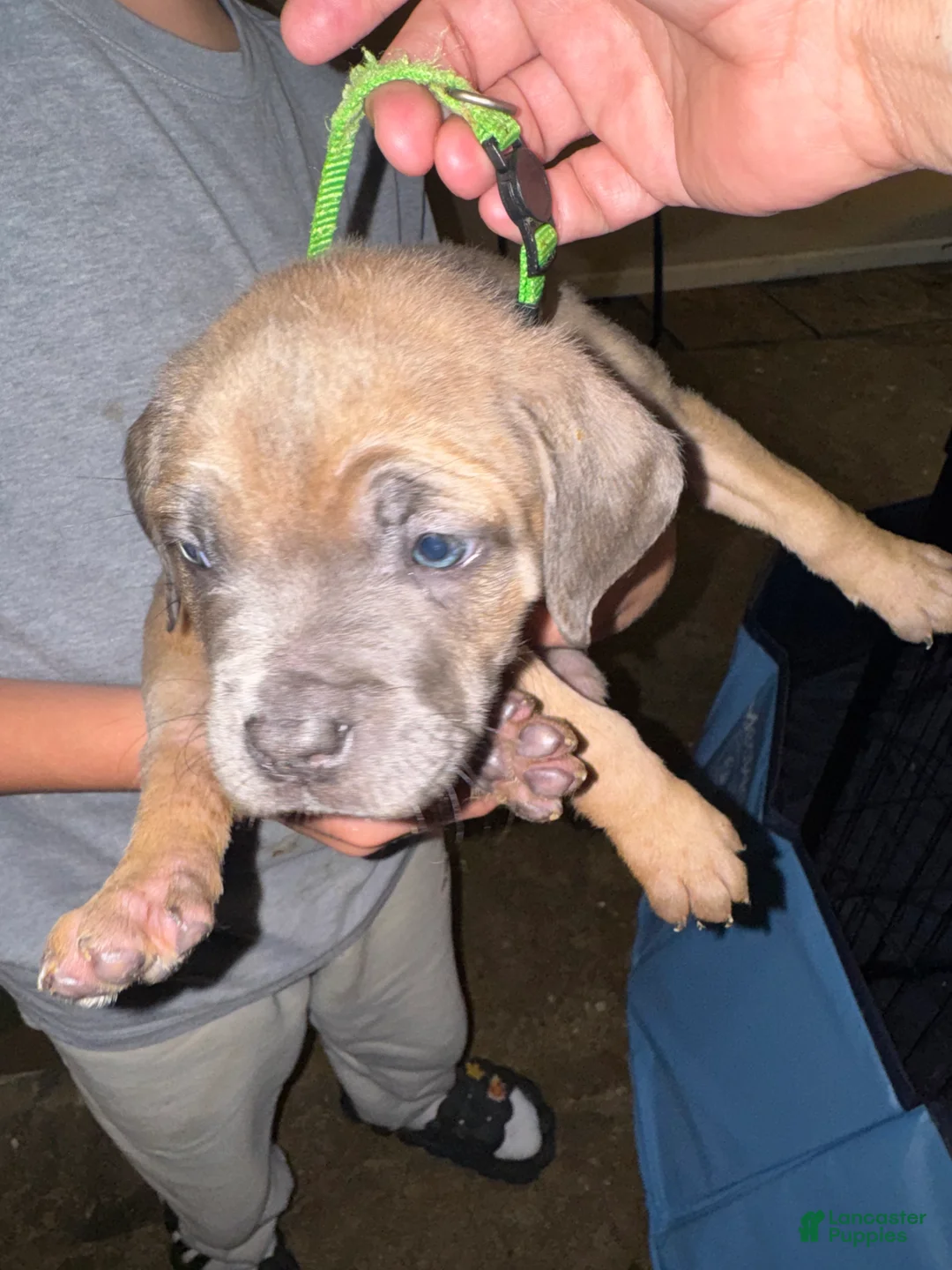 Mixed Breed dogs for sale: Mixed Breed 5 - Ad 2