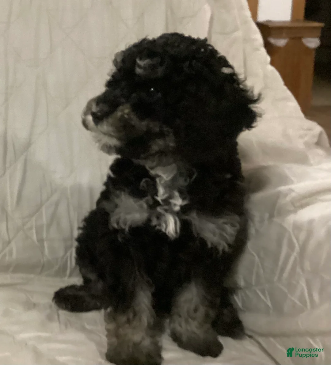 Miniature Poodle dogs for sale: Stormy  - Ad 2
