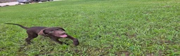 Labrador Retriever dogs for sale: Max - Ad 5