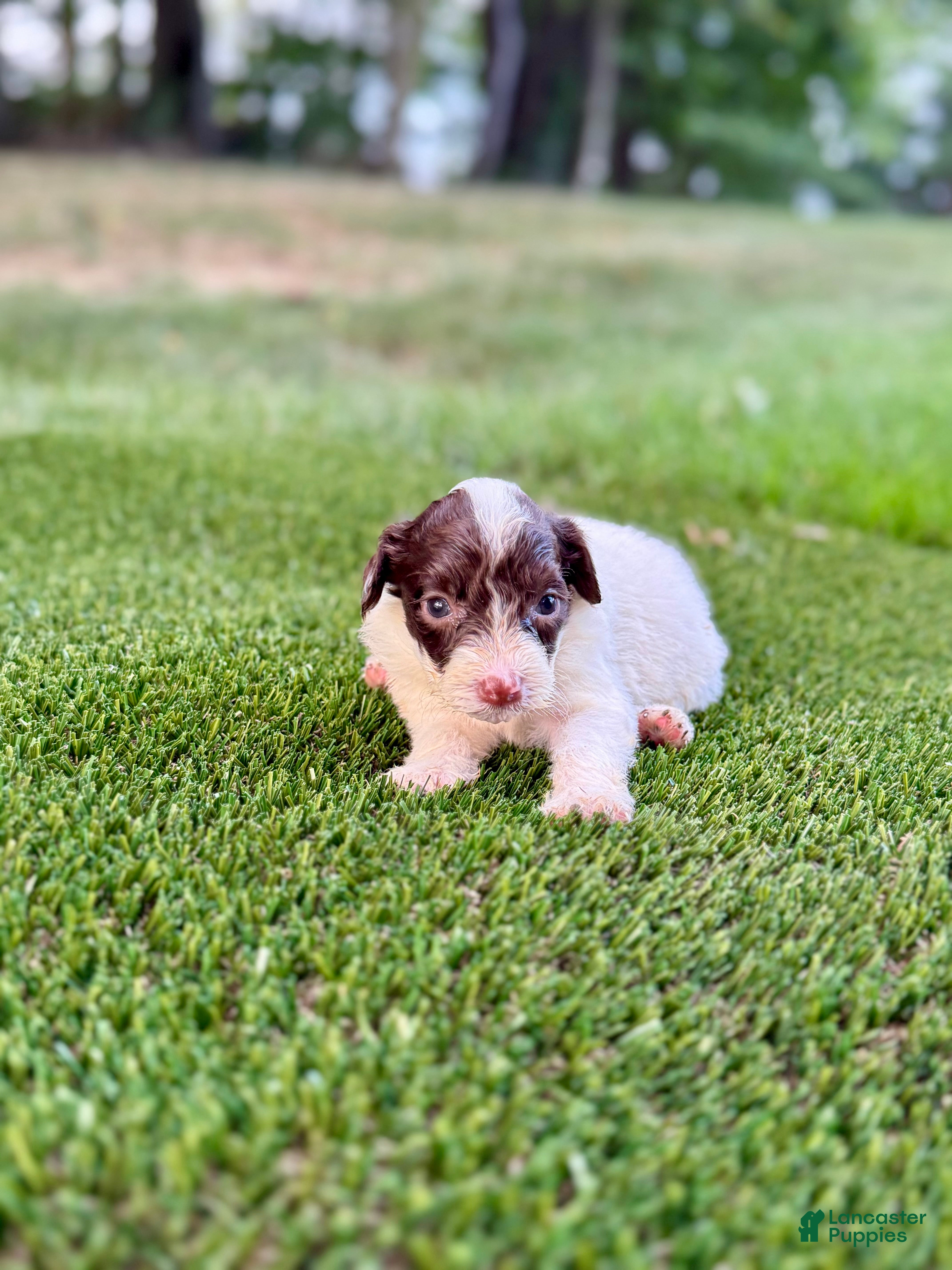 Portuguese Water Dog dogs Clover - Ad 2