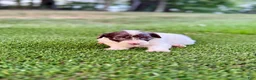 Portuguese Water Dog dogs for sale: Clover - Ad 8